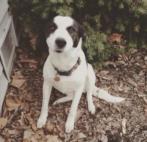 Lost Female Dog last seen Lincoln and 48th , Indianapolis, IN 46228