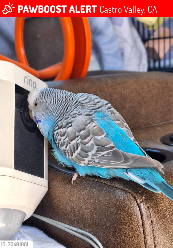 Castro Valley, CA Lost Female Bird, Arty Is Missing | PawBoost