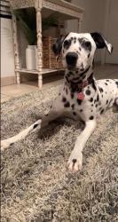 Reunited Female Dog last seen Power & the 60, Mesa, AZ 85209