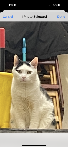 Lost Male Cat last seen On Madison street between Myrtle ave and cypress ave, Queens, NY 11385