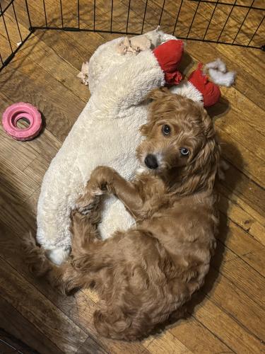 Lost Female Dog last seen Near 68th st, Queens, NY 11377