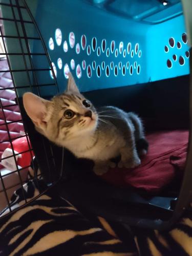Lost Female Cat last seen We live in a trailer park, she's literally brand new I've had her for only 2 weeks, she's 10 weeks old and TINY. I've looked everywhere pls help me find her., Columbus, OH 43207
