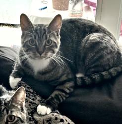Reunited Male Cat last seen Atlantic ave , Pompano Beach, FL 33060