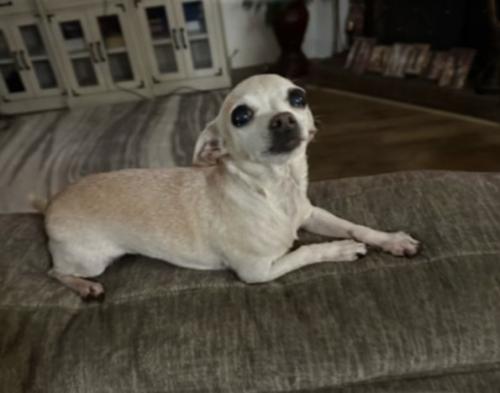 Lost Female Dog last seen Martha Reid leadership academy , Arlington, TX 76002