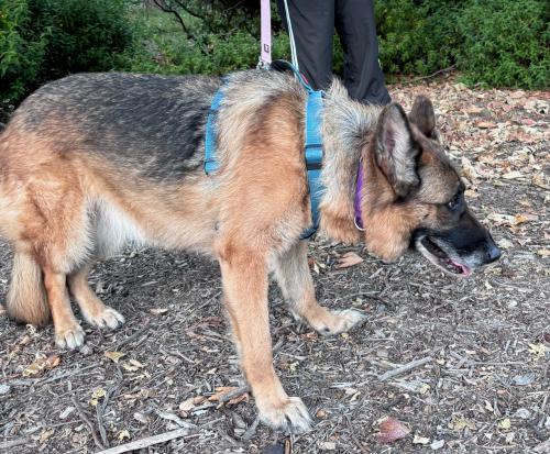 Lost Female Dog last seen Double Peak Dr and San Elijo Rd , San Marcos, CA 92078