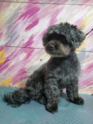Lost Female Dog last seen Simonton Road, Lawrenceville, GA 30045