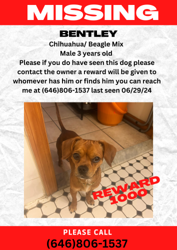 Lost Male Dog last seen Nevins, Brooklyn, NY 11216