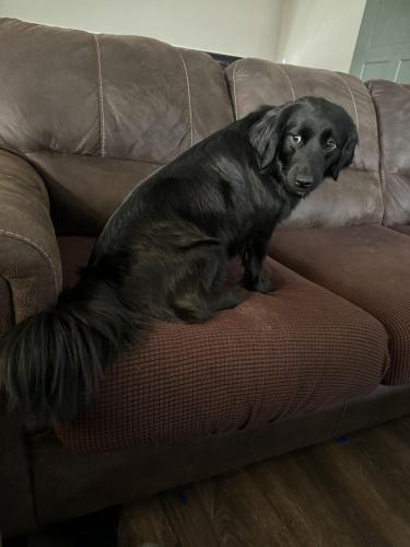 Lost Female Dog last seen West broad st , Columbus, OH 43228
