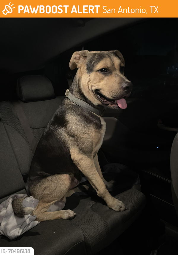 San Antonio, TX Stray Male Dog Found Near FM 1516 PawBoost