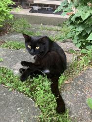 Lost Female Cat last seen Huntington Dr and Somerset Dr, Streamwood, IL 60107