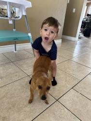 Reunited Male Dog last seen Near Baldy Peak Dr, Menifee, CA 92586, USA, Menifee, CA 92586