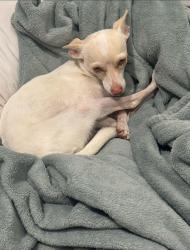 Lost Female Dog last seen By the big pool in creekside east, Ontario, CA 91761