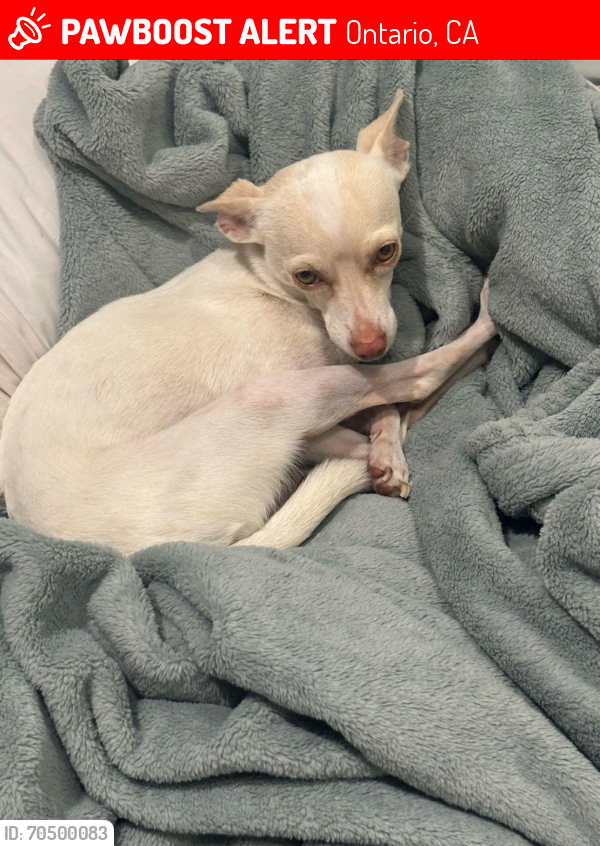 Lost Female Dog last seen By the big pool in creekside east, Ontario, CA 91761