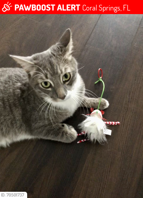 Lost Male Cat last seen North springs, Coral Springs, FL 33071