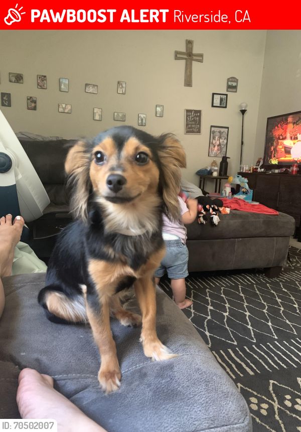 Riverside, CA Lost Female Dog, Chloe Is Missing PawBoost
