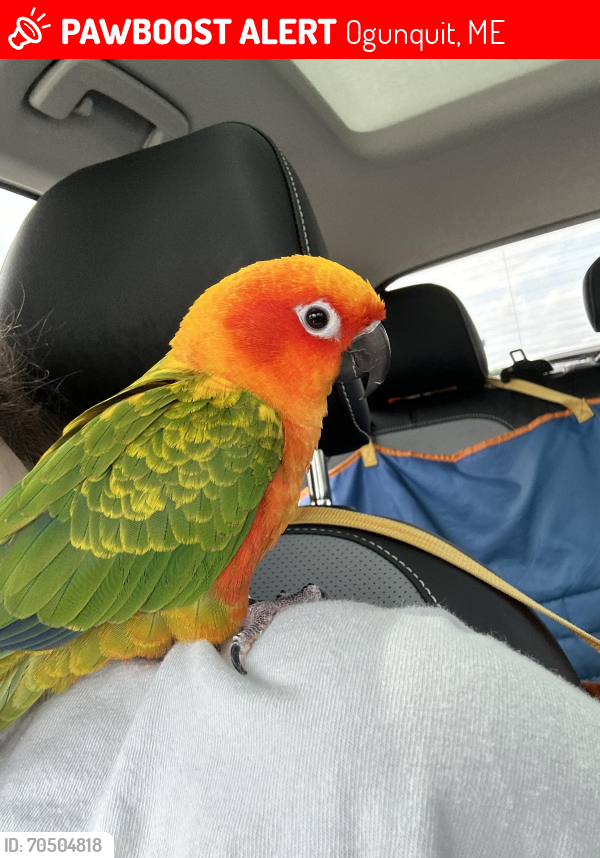 Wells, ME Lost Female Bird, Duckie Is Missing | PawBoost