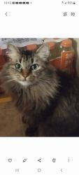 Lost Female Cat last seen almond and tokay , Oakley, CA 94561
