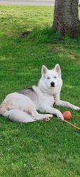 Lost Male Dog last seen 127th st and A st, Parkland, WA 98445