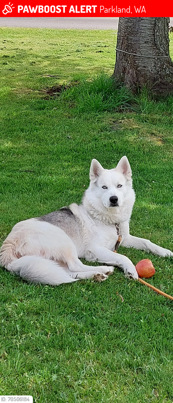 Lost Male Dog last seen 127th st and A st, Parkland, WA 98445