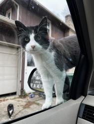 Lost Female Cat last seen Tumbleweed St., Saddle St., Uniontown, OH 44685