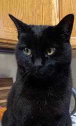 Lost Male Cat last seen Mission Rd/E.Smith Rd, Whatcom County, WA 98226