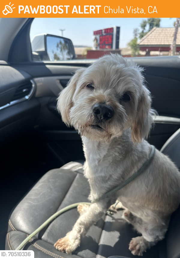 Chula Vista, CA Stray Male Dog Found Near Magdalena Ave. PawBoost