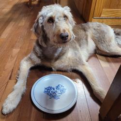 Lost Male Dog last seen 349th Ave NE & County Rd. 33, Cambridge, MN 55008