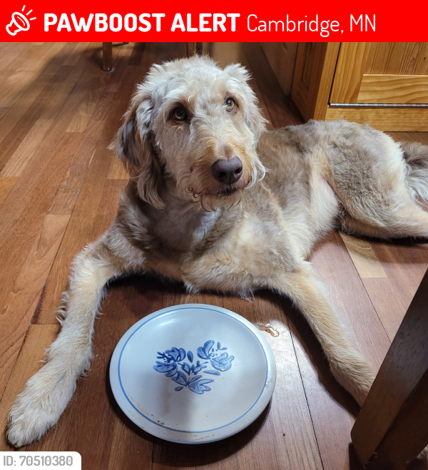 Lost Male Dog last seen 349th Ave NE & County Rd. 33, Cambridge, MN 55008