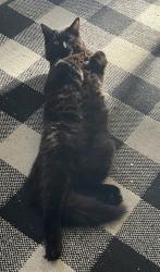 Reunited Male Cat last seen Hutchison, Vista, CA 92084