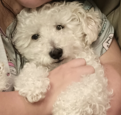 Lost Male Dog last seen Mesquite Hills , El Paso, TX 79934