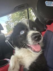Lost Male Dog last seen Near Ashridge lane, San Jose, CA 95121