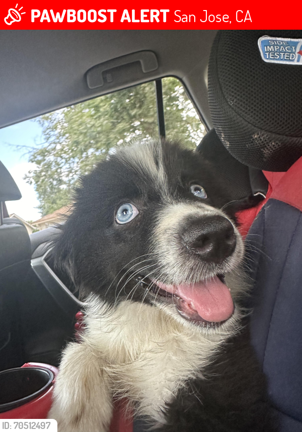 Lost Male Dog last seen Near Ashridge lane, San Jose, CA 95121