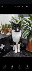 Lost Male Cat last seen Swinton area/ cemetery, Swinton, England 