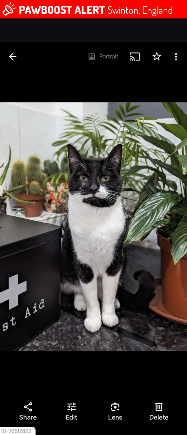 Lost Male Cat last seen Swinton area/ cemetery, Swinton, England 