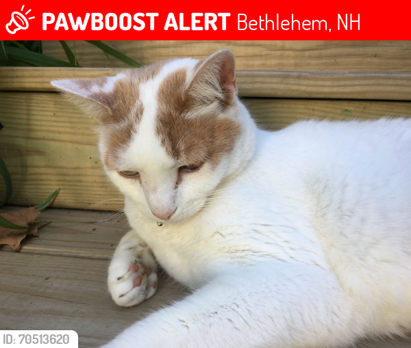 Lost Male Cat last seen Meadow Street, Bethlehem, NH 03574