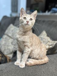 Lost Female Cat last seen Wrights Landing/ Bristol Lakes subdivision , Spring, TX 77386