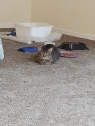 Lost Male Cat last seen Lamar ave & Metcalf ave, Mission, KS 66202