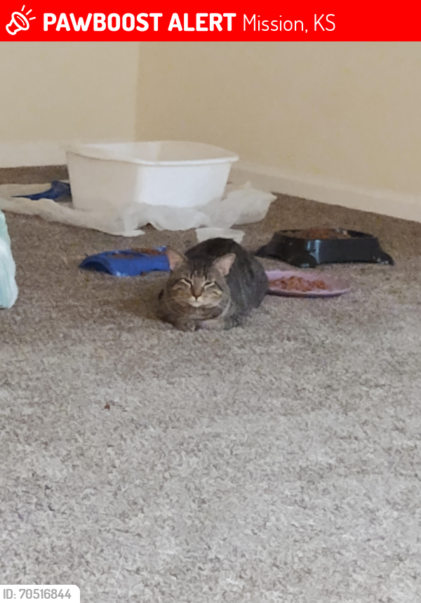 Lost Male Cat last seen Lamar ave & Metcalf ave, Mission, KS 66202