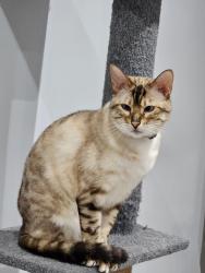 Lost Female Cat last seen Forge Road/Scott's Road/Enville Street, Stourbridge, DY8. , West Midlands, England DY8
