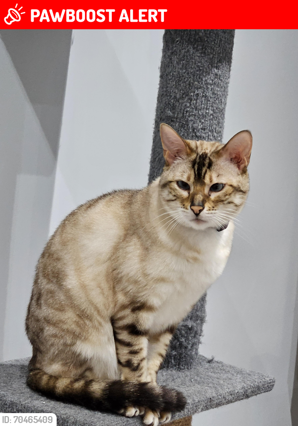 Lost Female Cat last seen Forge Road/Scott's Road/Enville Street, Stourbridge, DY8., West Midlands, England DY8
