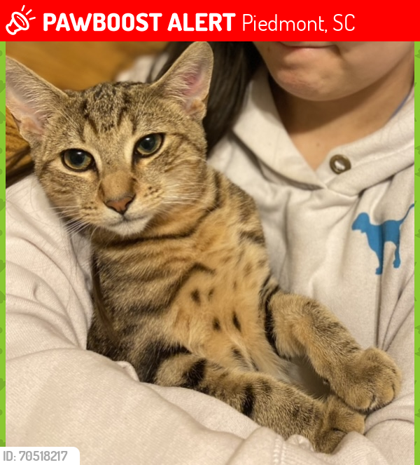 Lost Male Cat last seen Saluda Dr Piedmont , Piedmont, SC 29673