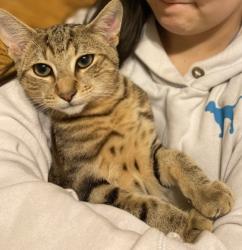 Lost Male Cat last seen Saluda Dr Piedmont , Piedmont, SC 29673