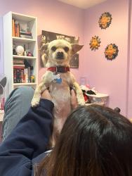 Reunited Female Dog last seen Puente street, Covina, CA 91723