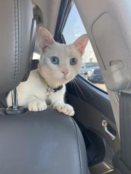 Lost Male Cat last seen Indian branch rd , Candler, NC 28715