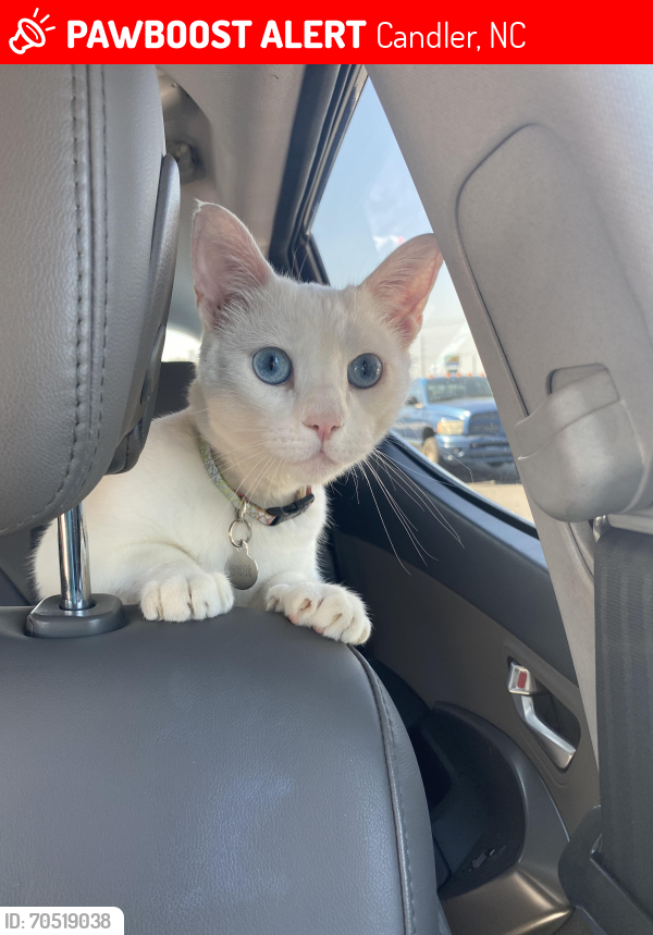 Lost Male Cat last seen Indian branch rd , Candler, NC 28715