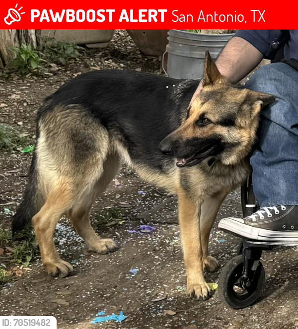 Lost Female Dog last seen Brazos St., San Antonio, TX 78204