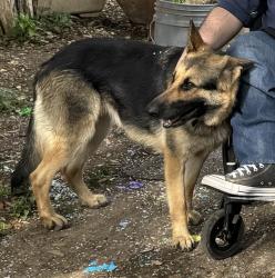 Lost Female Dog last seen Brazos St., San Antonio, TX 78204