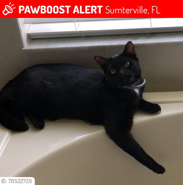 Lost Male Cat last seen Near US-301 sumterville 33585, Sumterville, FL 33585