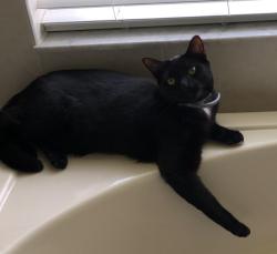 Lost Male Cat last seen Near US-301 sumterville 33585, Sumterville, FL 33585