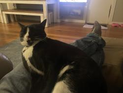 Lost Male Cat last seen Maas st, Cromer, NSW 2099